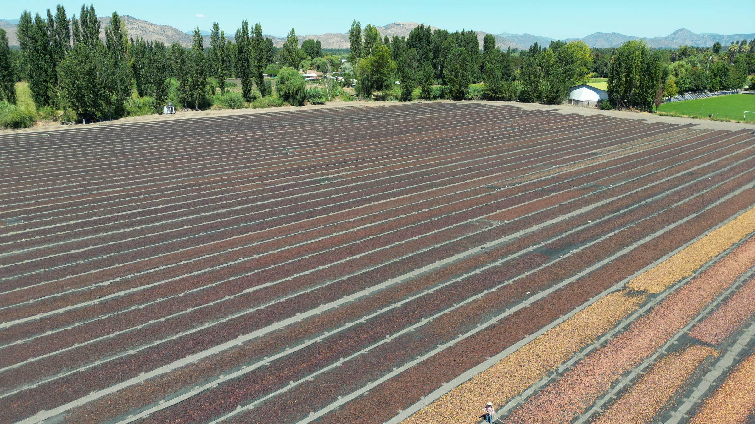 Prune drying yards with the mountains in the background